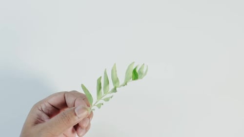 Curry Leaves Branch In Hand