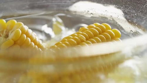 Yellow Corn on the Cob Boiling in Water