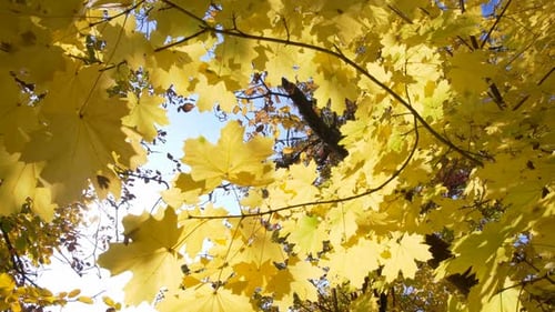 Autumn Leaves