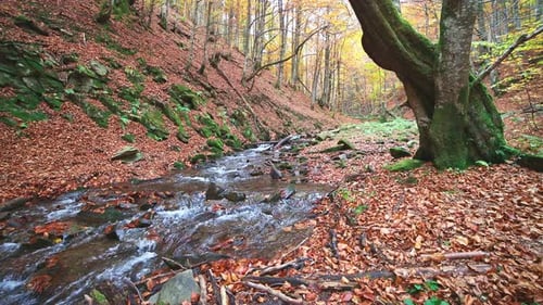 Mountain River with Autumn Leaves