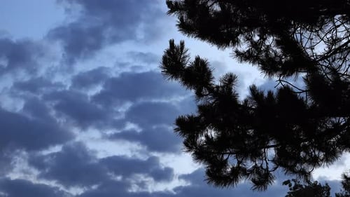 Storm Clouds Silhouette Tree Branches
