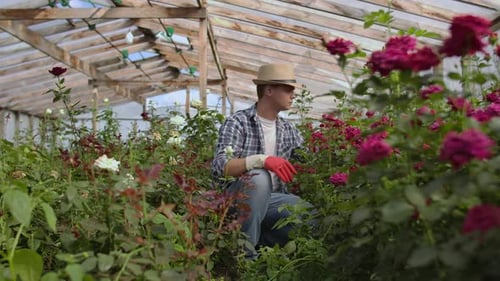 Gardener Pruning Roses in a Greenhouse