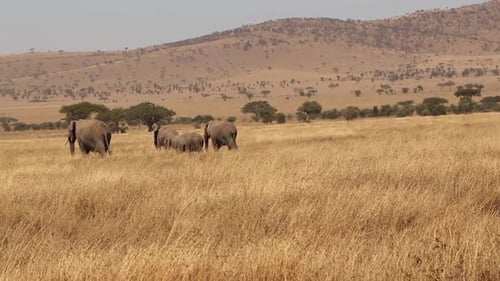 Family of African Elephants Walk Through the Plains of the Serengeti in Tanzania