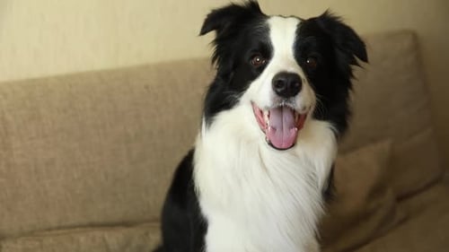 Black and White Dog Sits on Couch