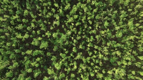 Flying Above a Cannabis Plantation