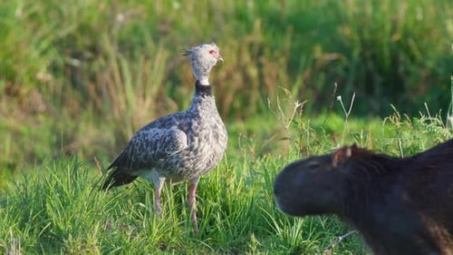 Southern screamer, standing still in dense vegetations environment with a wild giant capybara walkin