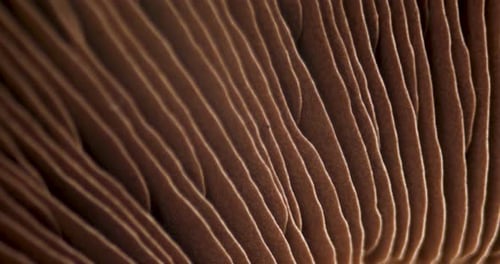 Mushroom Portobello Close Up Rotating Champignon. Macro Video of Raw Food. Hymenophore Lamellae