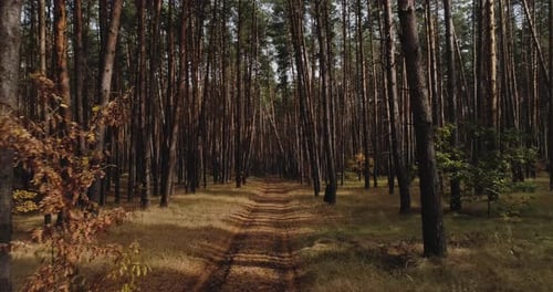 Vista aérea da floresta: encontre a direção, a perspectiva da meta