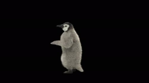 Penguin Dancing 4K