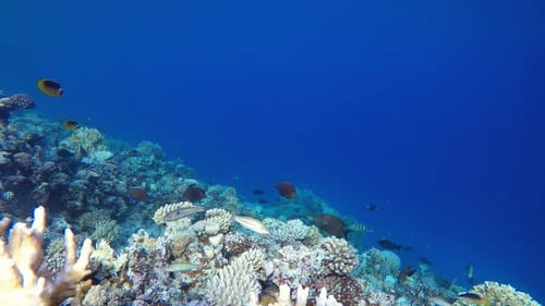 Underwater Coral Tropical Reef Marine