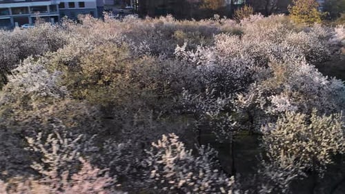 Cherry Blossoms Trees Drone View
