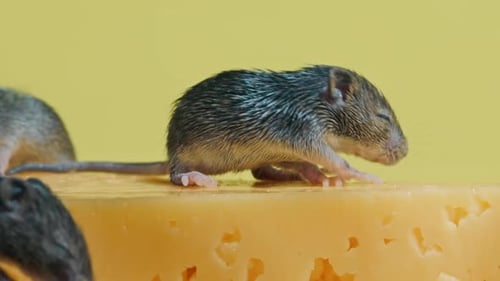 Adorable Mice Walking on Block of Swiss Cheese