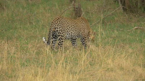 Leopard eating in Masai Mara