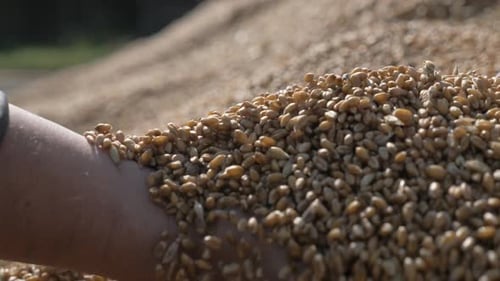 Handful of Harvested Wheat Grains Falling