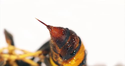 Asian predatory Hornet , vespa velutina , Insect against White Background, close-up of the sting