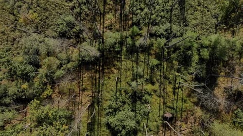 Lush Green Forest Canopy Aerial View