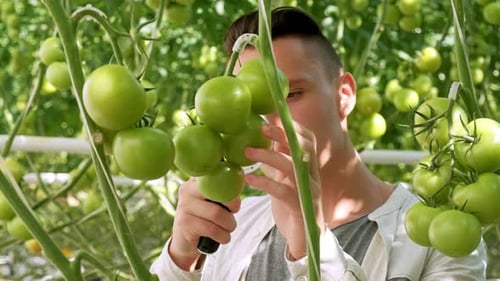 Farming and Cultivations. Portrait of Young Farmer in Tomato Field, Showing Vegetables To the Camera