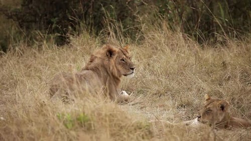 Magnificent Lion and Lioness Resting in African Savanna