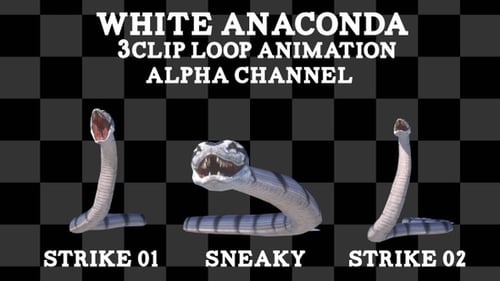 Boucle 3 clips Anaconda blanc