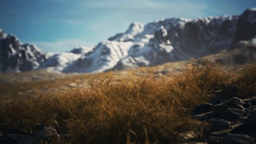 Dry Grass and Snow Covered Mountains in Alaska
