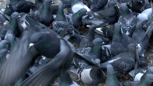 Tiervogel Taube Tauben 6
