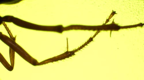 Beine eines Insekts