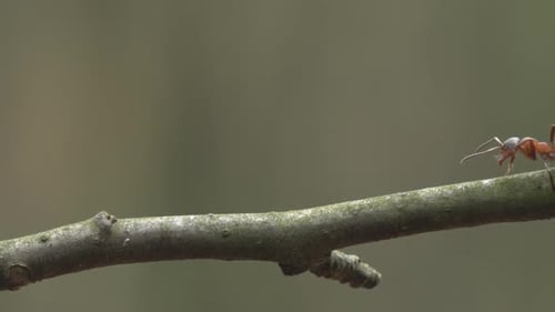 Insect