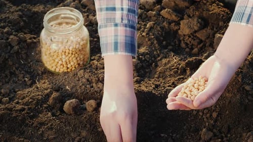 Woman Planting Seeds in Her Garden, Close-up