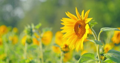 Bee Collects Honey in a Field of Sunflowers