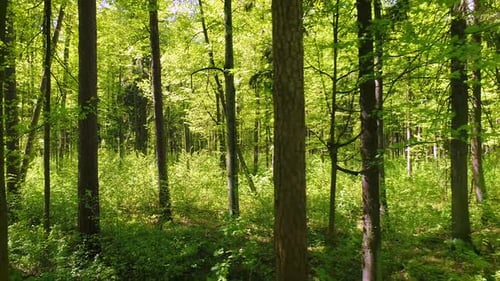 Flying Between the Trees in the Spring Forest