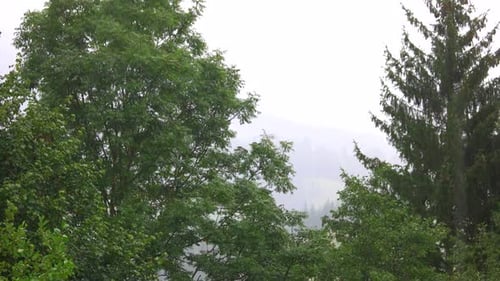 Heavy Rain with Green Trees on the Background