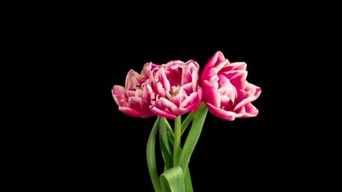 Pink and White Tulips Blooming on Black