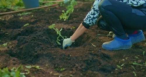 Woman is Planting Tomato Seedlings in Villa Agricultural Work in Field in Springtime Prores