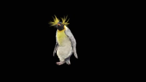 Animated King Penguin Walk Cycle