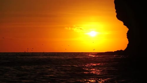 A Flock of Seagulls Fly and Fish in the Sea