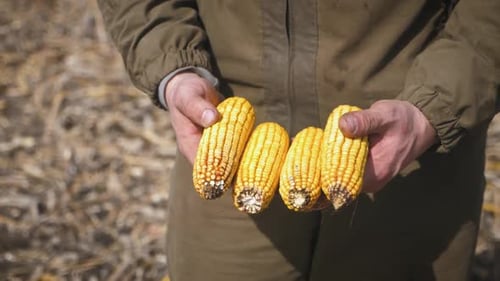 Man Holding Freshly Picked Corn Cobs