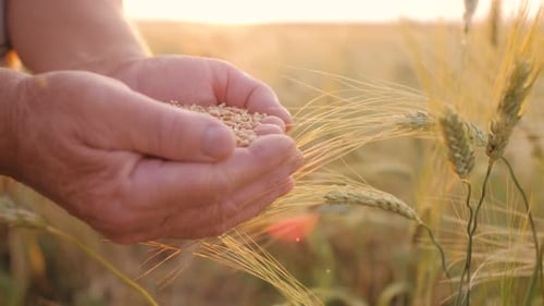 Hands Holding Wheat Seeds in Golden Field