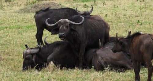 African Buffalo, syncerus caffer, Group resting, Masai Mara Park in Kenya, Real Time 4K