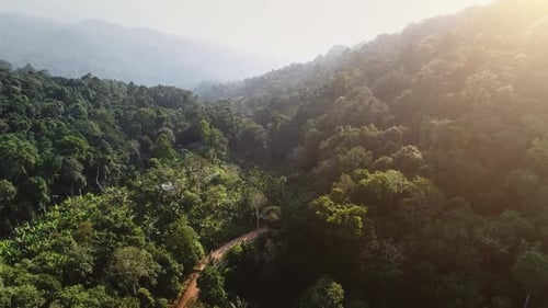 Arbre vert aérien, jungle, forêt, paysage naturel sauvage