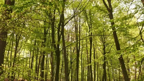 Mitten im Wald