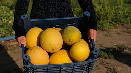 Von jungen Landarbeitern aufgegriffene Melonen