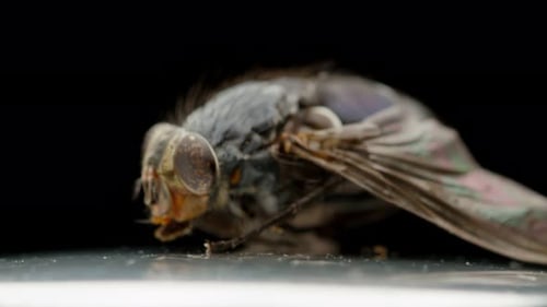 Dead Fly Bug Closeup Macro Insect Pest Entomology Insecticide on Black Background Dried Housefly
