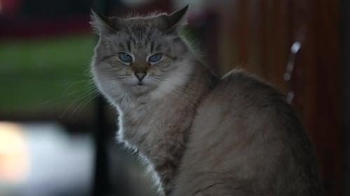 The Gray Fluffy Cat Close Up, Scottish Highland Straight Kitty, Looking Throw the Camera