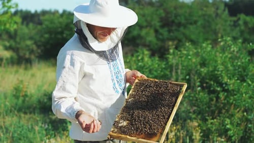 O apicultor está trabalhando com abelhas e colmeias no apiário. Quadros de uma colmeia de abelhas.
