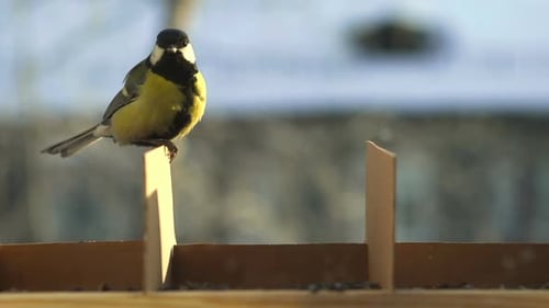 A Tit Arrived At The Bird Feeder In Winter