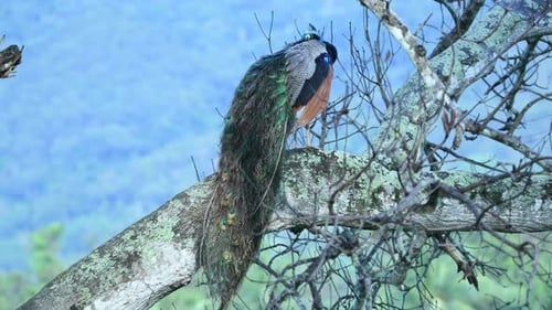 Peacock in Sri Lanka