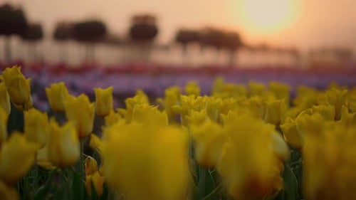 Closeup Tulips in Flower Garden in Morning Light