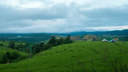 Rice Field Step In Morning