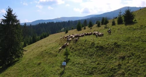Shepherd Herding Sheep Across Green Mountain Pasture