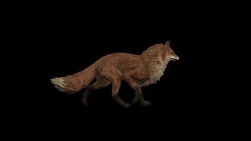 Fox Walk